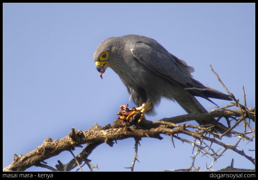 Gri doğan » Sooty Falcon » Falco concolor