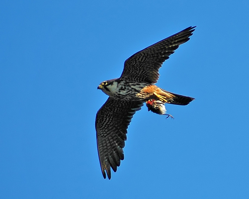 Delice doğan » Eurasian Hobby » Falco subbuteo
