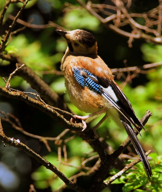 Alakarga » Eurasian Jay » Garrulus glandarius