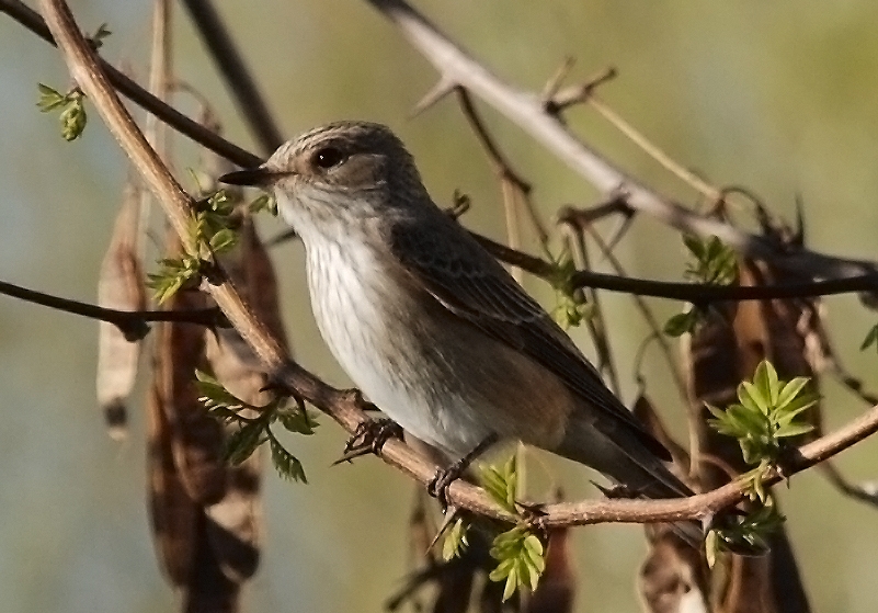 Benekli sinekkapan » Spotted Flycatcher » Muscicapa striata