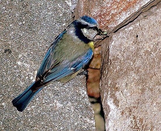 Mavi baştankara » Eurasian Blue Tit » Cyanistes caeruleus