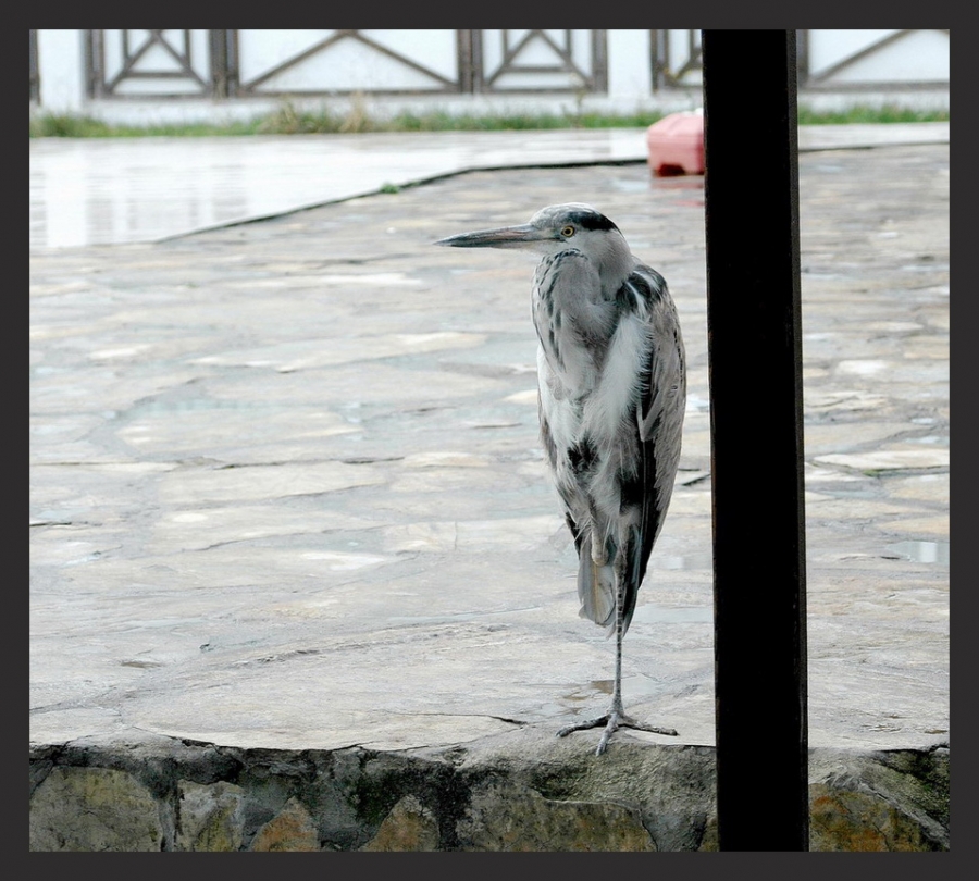Gri balıkçıl » Grey Heron » Ardea cinerea