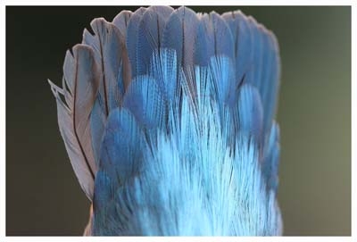Yalıçapkını » Common Kingfisher » Alcedo atthis