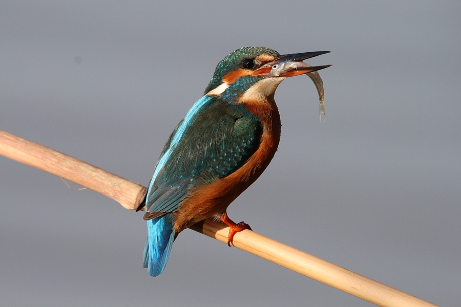 Yalıçapkını » Common Kingfisher » Alcedo atthis