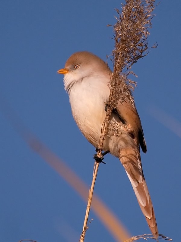 Bıyıklı baştankara » Bearded Reedling » Panurus biarmicus