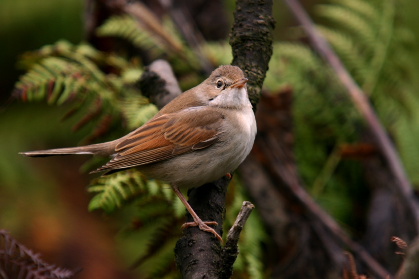 Akgerdanlı ötleğen » Common Whitethroat » Sylvia communis
