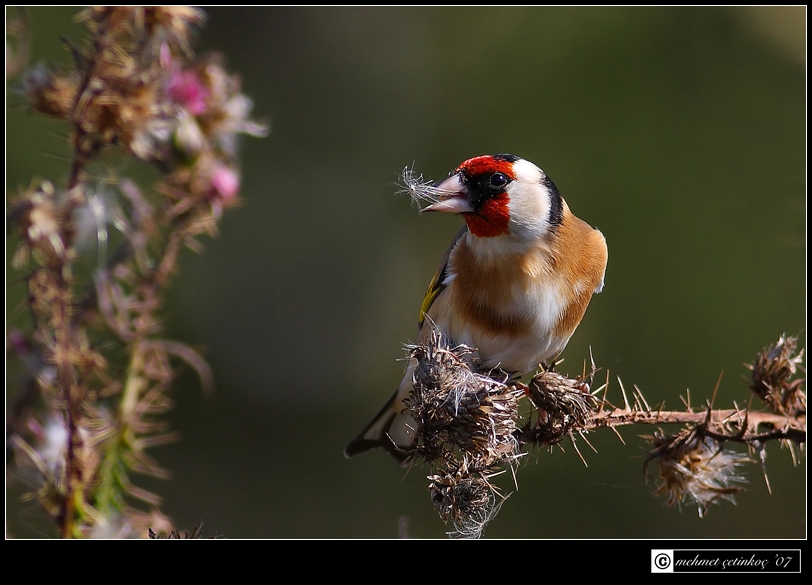 Saka » European Goldfinch » Carduelis carduelis