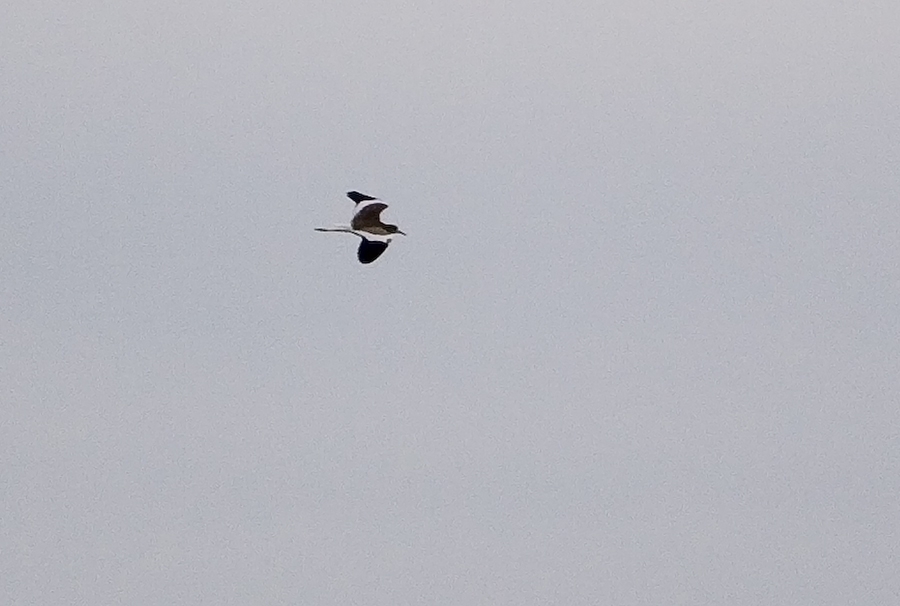 Akkuyruklu kızkuşu » White-tailed Lapwing » Vanellus leucurus