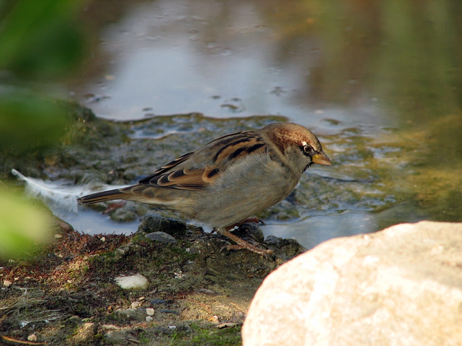Serçe » House Sparrow » Passer domesticus