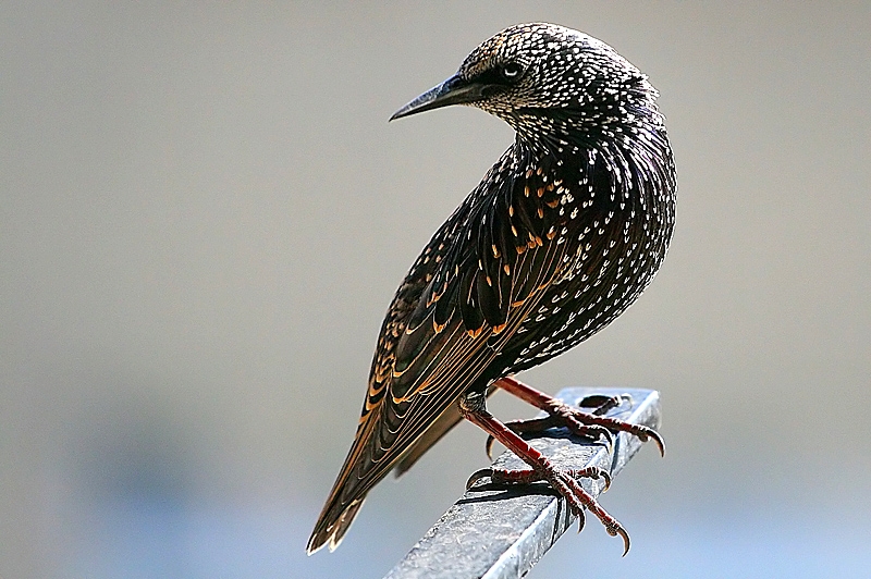 Sığırcık » Common Starling » Sturnus vulgaris