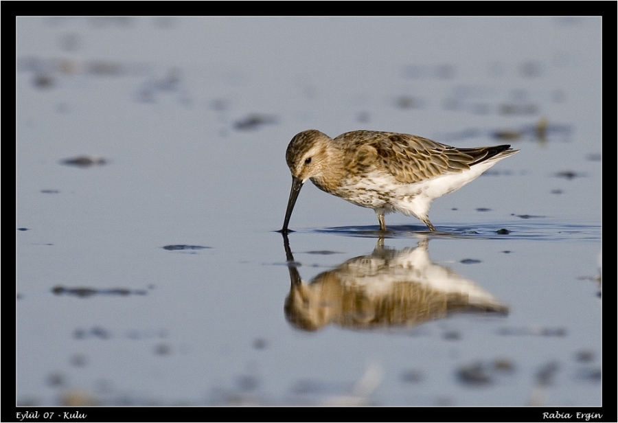 Karakarınlı kumkuşu » Dunlin » Calidris alpina