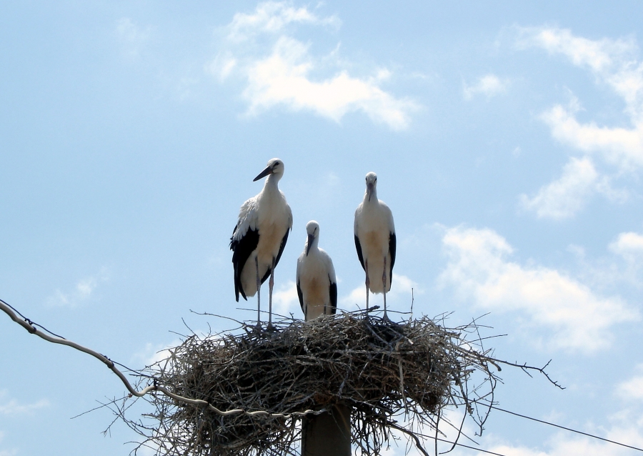 Leylek » White Stork » Ciconia ciconia