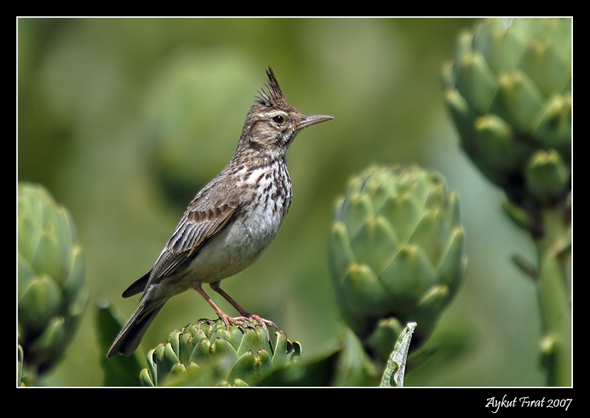 Tepeli toygar » Crested Lark » Galerida cristata