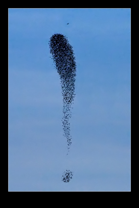 Sığırcık » Common Starling » Sturnus vulgaris