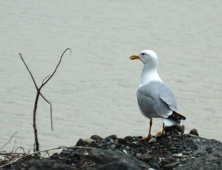 Gümüş martı » Yellow-legged Gull » Larus michahellis