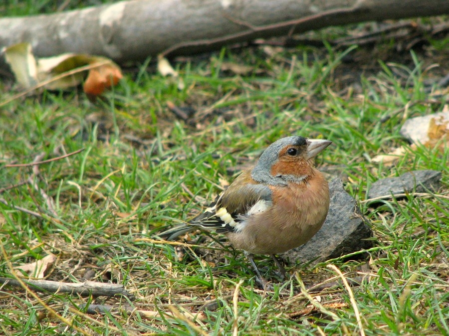 İspinoz » Common Chaffinch » Fringilla coelebs