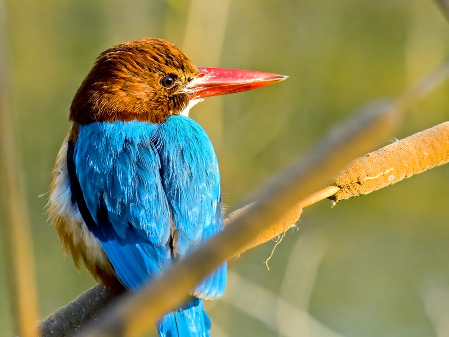 İzmir yalıçapkını » White-throated Kingfisher » Halcyon smyrnensis
