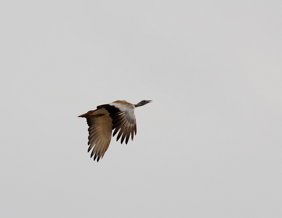 Toy » Great Bustard » Otis tarda