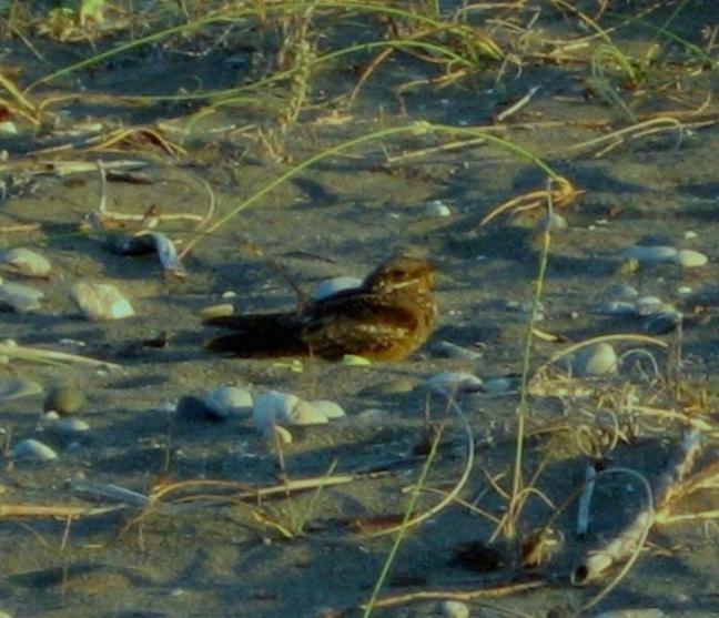 Çobanaldatan » European Nightjar » Caprimulgus europaeus