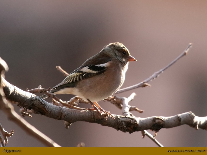 İspinoz » Common Chaffinch » Fringilla coelebs