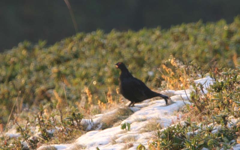 Dağhorozu » Caucasian Grouse » Lyrurus mlokosiewiczi