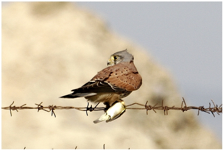 Kerkenez » Common Kestrel » Falco tinnunculus
