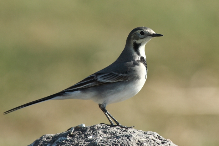 Ak kuyruksallayan » White Wagtail » Motacilla alba
