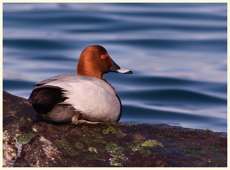 Elmabaş patka » Common Pochard » Aythya ferina