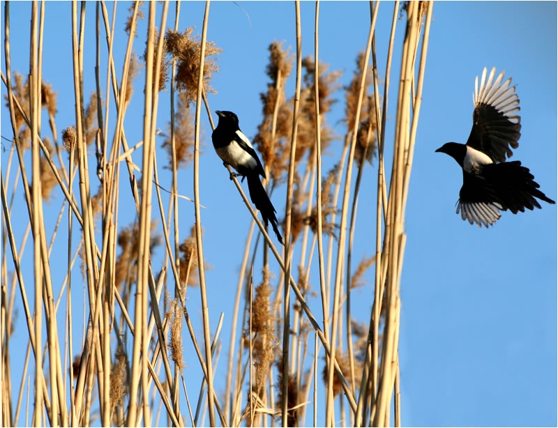Saksağan » Eurasian Magpie » Pica pica