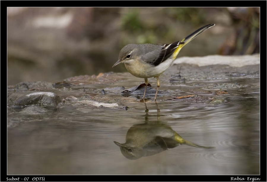Dağ kuyruksallayanı » Grey Wagtail » Motacilla cinerea