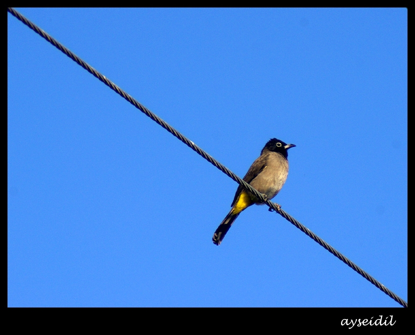 Arapbülbülü » White-spectacled Bulbul » Pycnonotus xanthopygos