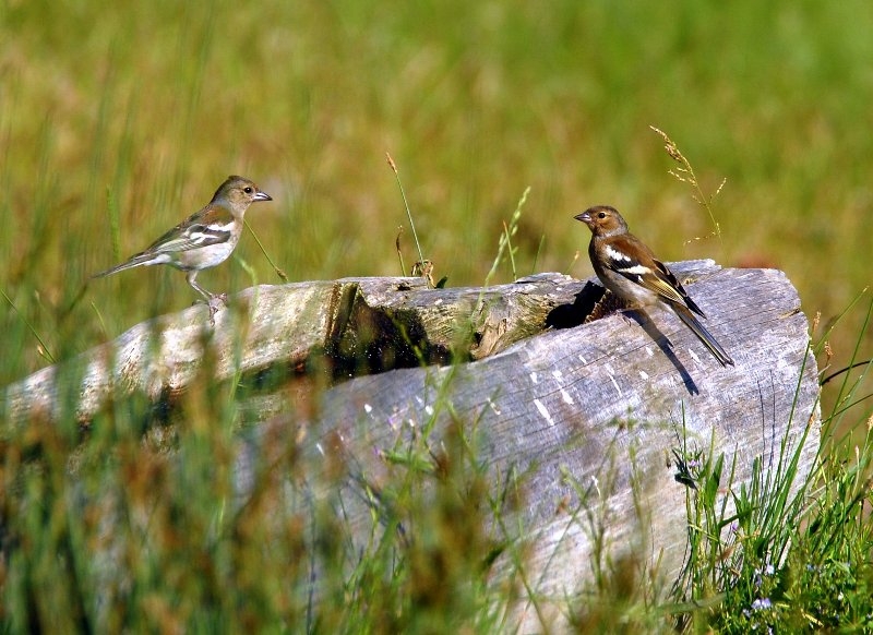 İspinoz » Common Chaffinch » Fringilla coelebs