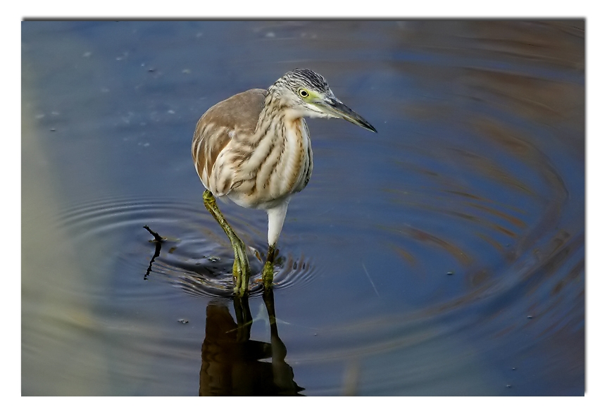 Alaca balıkçıl » Squacco Heron » Ardeola ralloides