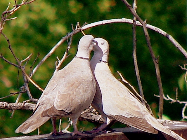 Kumru » Eurasian Collared Dove » Streptopelia decaocto