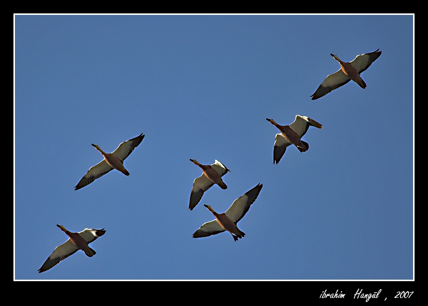Angıt » Ruddy Shelduck » Tadorna ferruginea