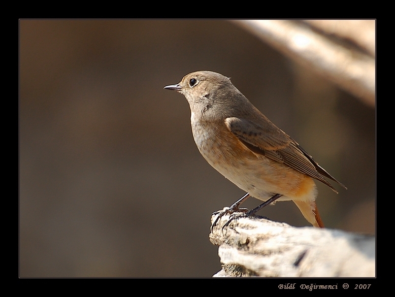 Kızılkuyruk » Common Redstart » Phoenicurus phoenicurus