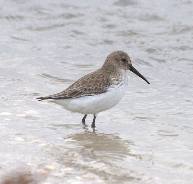 Karakarınlı kumkuşu » Dunlin » Calidris alpina