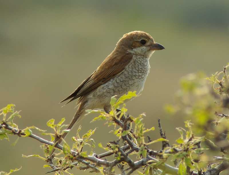Kızılsırtlı örümcekkuşu » Red-backed Shrike » Lanius collurio