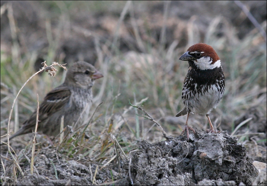 Söğüt serçesi » Spanish Sparrow » Passer hispaniolensis