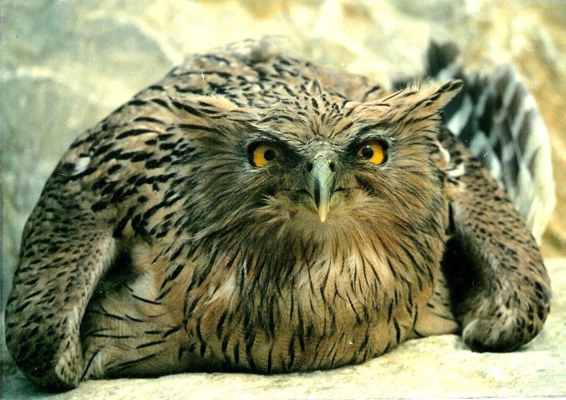 Balık baykuşu » Brown Fish Owl » Ketupa zeylonensis