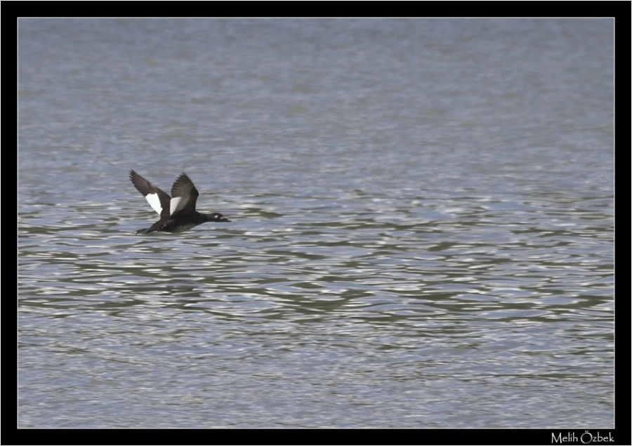 Kadife ördek » Velvet Scoter » Melanitta fusca
