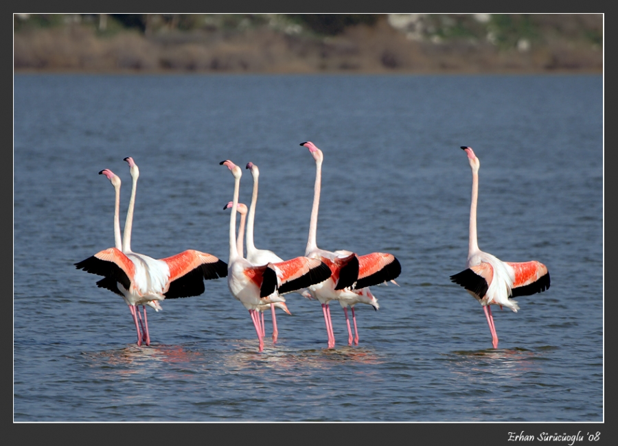 Flamingo » Greater Flamingo » Phoenicopterus roseus