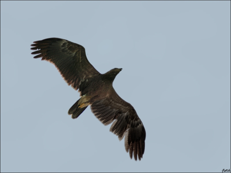 Küçük orman kartalı » Lesser Spotted Eagle » Clanga pomarina