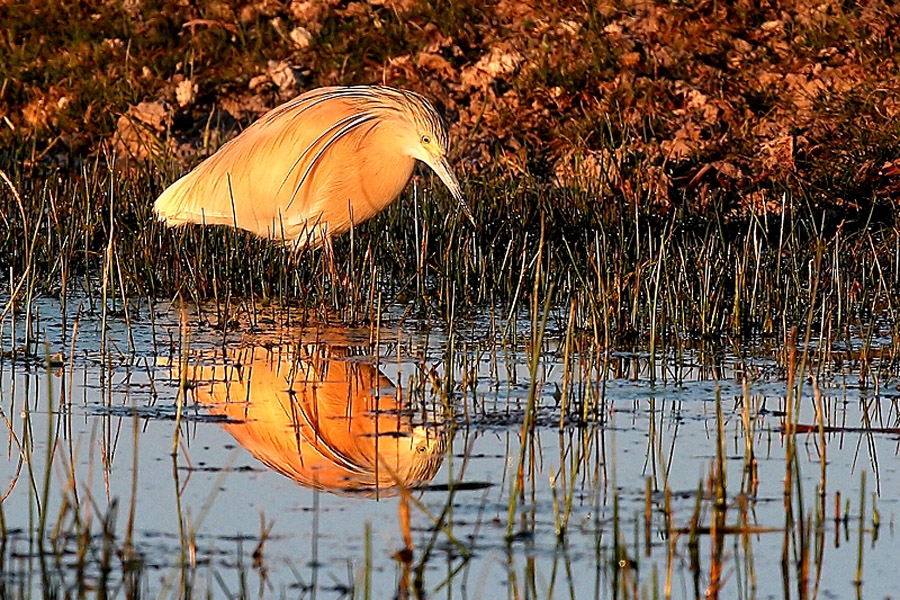 Alaca balıkçıl » Squacco Heron » Ardeola ralloides