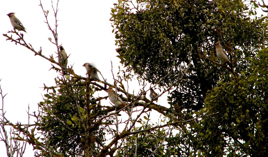 İpekkuyruk » Bohemian Waxwing » Bombycilla garrulus