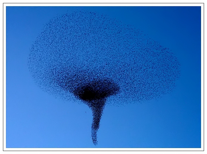 Sığırcık » Common Starling » Sturnus vulgaris