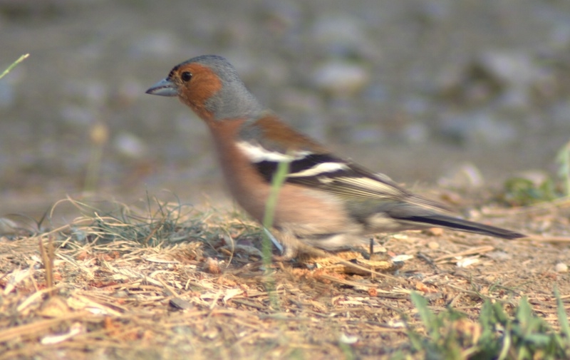 İspinoz » Common Chaffinch » Fringilla coelebs