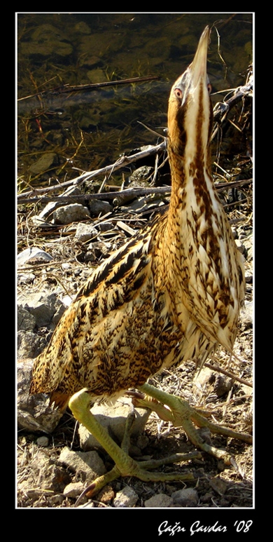 Balaban » Eurasian Bittern » Botaurus stellaris