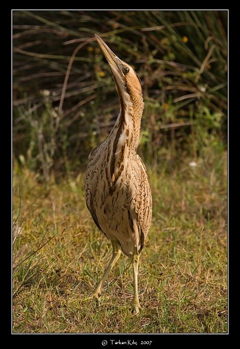 Balaban » Eurasian Bittern » Botaurus stellaris