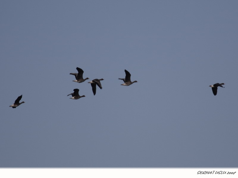 Sakarca » Greater White-fronted Goose » Anser albifrons